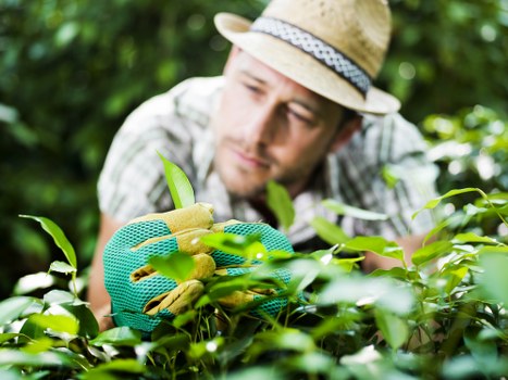 Professional gardener trimming a hedge in Shoreditch
